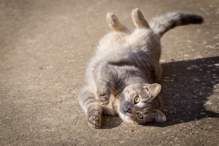 Beautyfull young gray male cat lay on concreteの写真素材