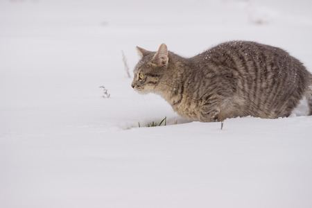 a domestic cat plays in snow on cloudy dayの写真素材
