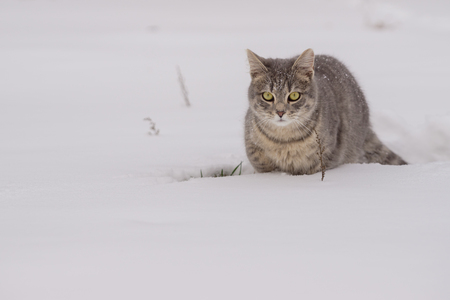 a domestic cat lying down in snow on cloudy dayの写真素材