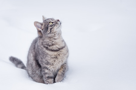 A domestic gray cat sit in the snow on cloudy dayの写真素材