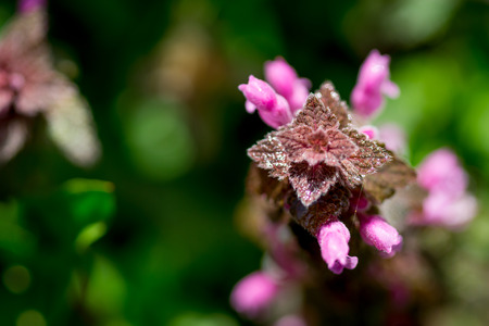 Close up top view of red dead-nettle (Lamium purpureum) with green blurred background.の写真素材