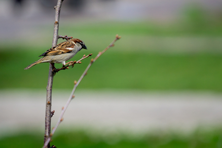 Sparrow on branches of bushes with blurred background.の写真素材