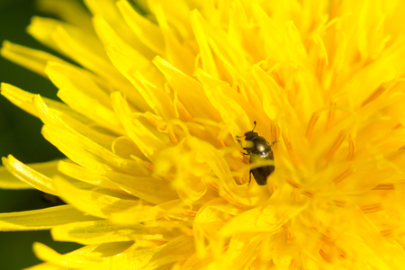 Close up of bug on blooming yellow dandelion flower (Taraxacum officinale).  Detail of bright dandelion in meadow at springtimeの写真素材