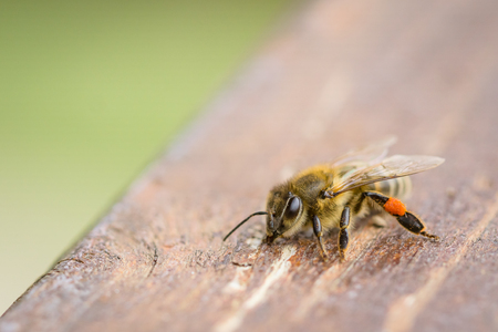 Close up bee standing on a wood board, on the outsideの写真素材