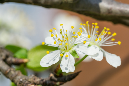 Close up macro plum branch white flowers with blurred background. Isolated macro plum flowers.の写真素材