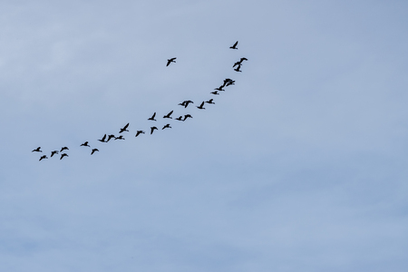 flock of ducks  flying in line with blue background.の写真素材