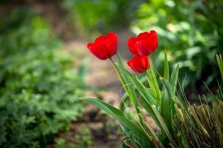 Tree spring blooming red Tulip with blurred green background.の写真素材
