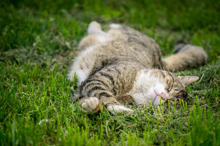 Multicolored cat enjoying spring on green grass. Cat sleep on green grass.の写真素材