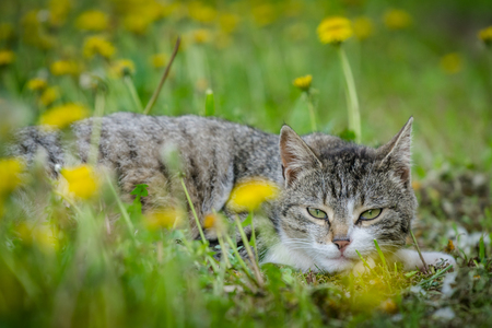 Multicolored cat enjoying spring on green grass. Cat sleep on green grass.の写真素材