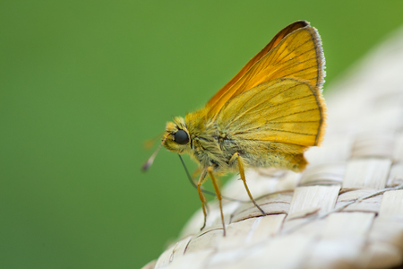 Close up macro of butterfly on vintage hat, blurred green background.の写真素材