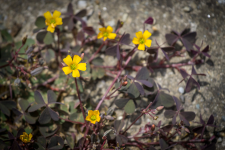 Yellow flower on concrete, view from above.の写真素材