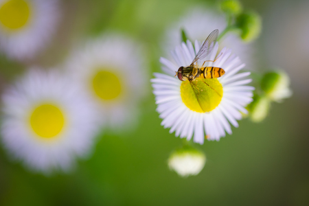 Insect on marguerite in the summer garden.の写真素材