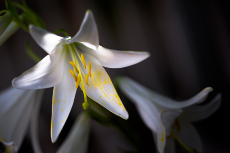 White lily flower in gardenの写真素材