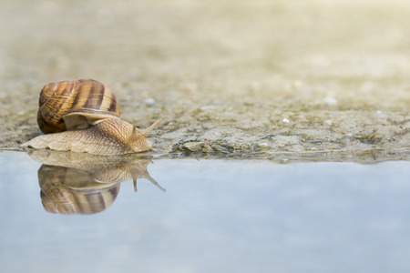 Snail crawling on concrete on the edge of water after rain. Snail reflection on water.の写真素材