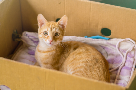 Young orange cat lay in box on yellow pillow.の写真素材