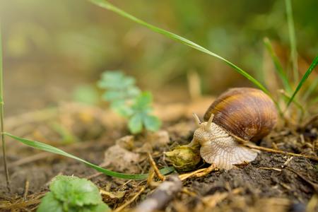 Close up of snail crawling on soil in forest.の写真素材