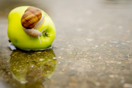 Snail crawling on green apple in shallow water on concrete.の写真素材