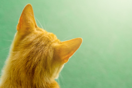 Close up of orange cat head from behind, green blurred background.の写真素材