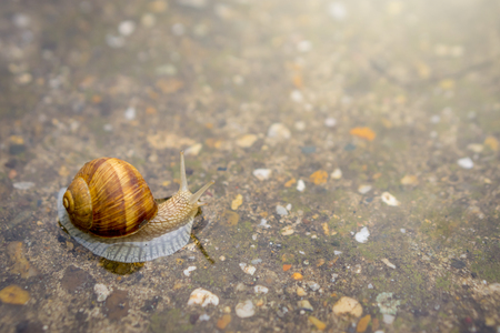 Snail crawling on concrete in shallow water. Snail in water.の写真素材
