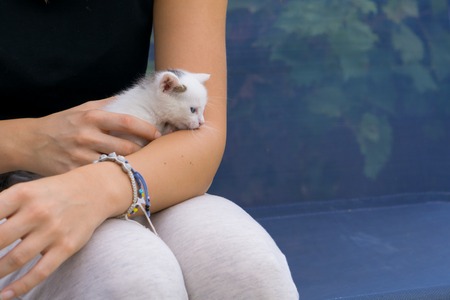 White baby cat cuddle with female owner.の写真素材