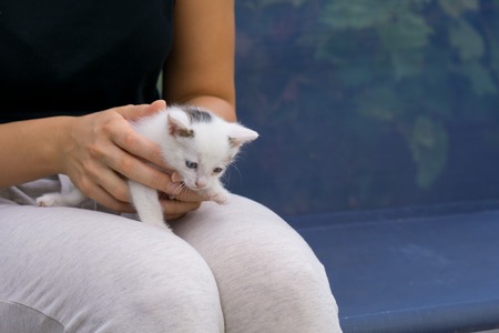 Young woman holding white baby cat with hands in her lapの写真素材