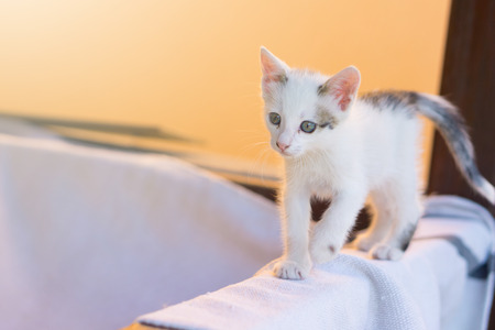 Little cute white cat walking on timber.
