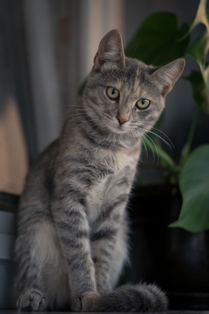 Young gray cat sitting on white window board with plant in the backgroundの写真素材
