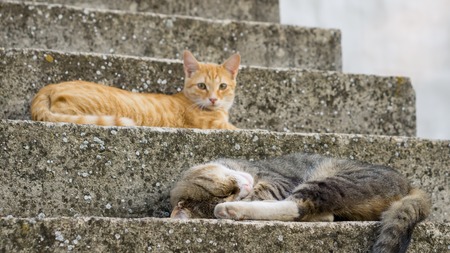 Young tiger brown cat sleeping on the stairs with yellow cat laying in the backgroundの写真素材