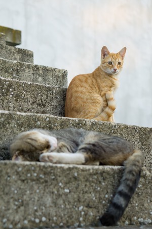 Young tiger brown cat sleeping on the stairs with yellow cat sitting in the backgroundの写真素材