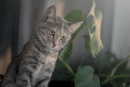 Young gray cat sitting on white window board with plant in the backgroundの写真素材