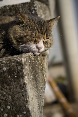 Big tiger brown cat sleeping on the stairs. The cat is sunnyの写真素材