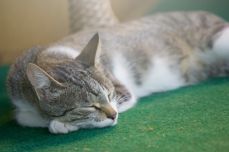 Gray cat sleeping on a green carpetの写真素材