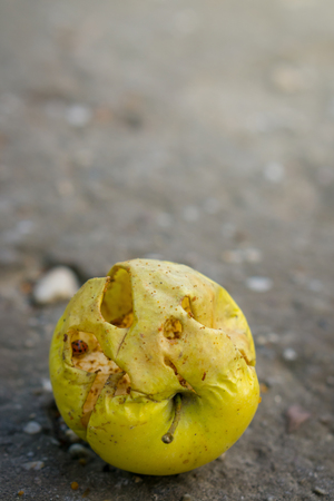 Ladybug eat fallen yellow apple. Dry apple is on the ground.の写真素材