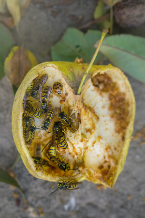 Wasps and ladybug eat fallen yellow apple. Dry apple on the ground.の写真素材