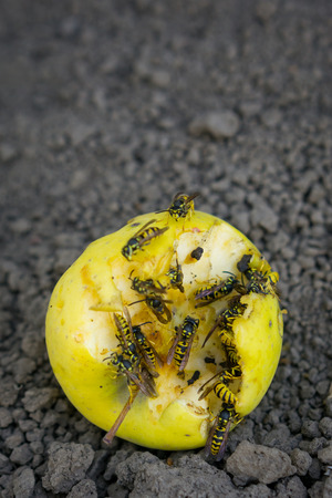 Wasps eat fallen yellow apple. Dry apple on the ground.の写真素材