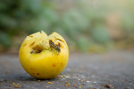 Wasps eat fallen yellow apple. Dry apple on the ground.の写真素材