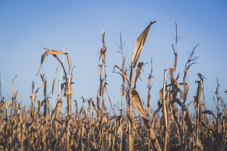 field with mature corn and blue sky without cloudの写真素材