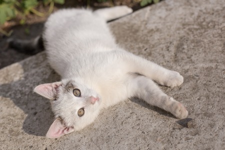 Little white cat with green eyes lay on cement.の写真素材