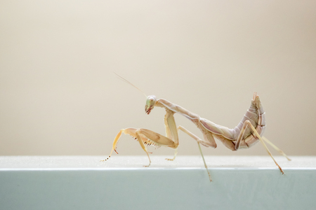 White mantis on white base with white background close up.の写真素材