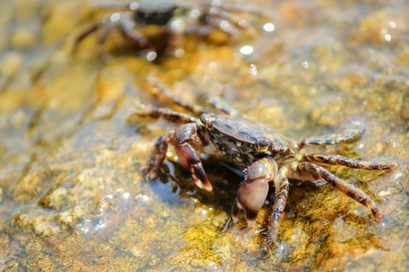 Little crabs on rock with seaweed and water.の写真素材