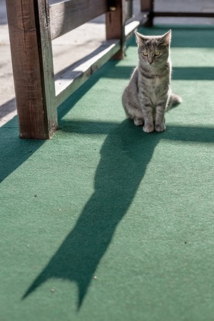Gray young cat with green eyes siting on green carpet on balcony. Cat shadow.の写真素材