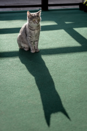 Gray young cat with green eyes siting on green carpet on balcony. Cat shadow.の写真素材