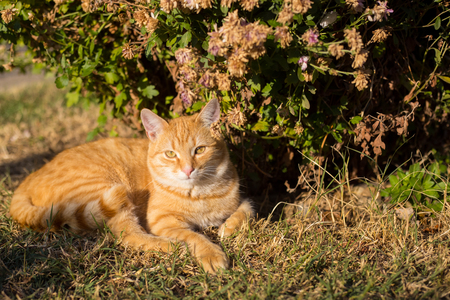 Young orange cat laying on the background on the grass.の写真素材