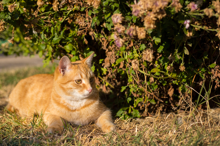 Young orange cat laying on the background on the grass.の写真素材