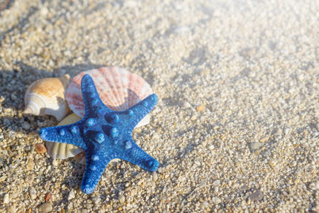 Blue starfish and shells arranged on sand at the beach.の写真素材