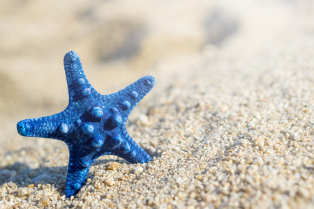 Blue starfish pinned on sand at the beach. Blurred background.の写真素材