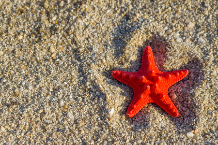 Red starfish on send at the beach.の写真素材