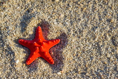 Red starfish on send at the beach.の写真素材