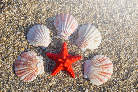 Red starfish and shells arranged on sand at the beach.の写真素材