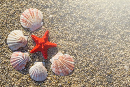 Red starfish and shells arranged on sand at the beach.